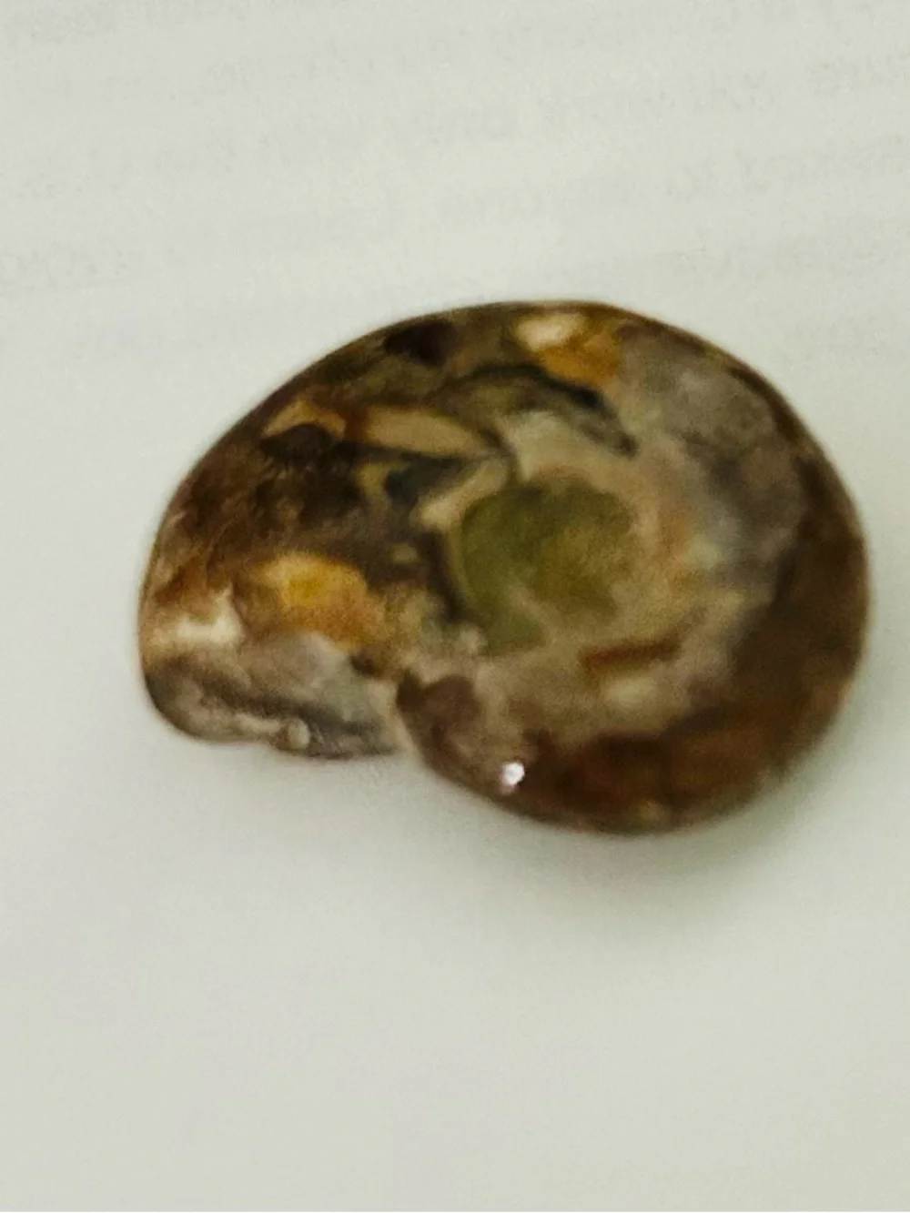 Ammonite Fossil